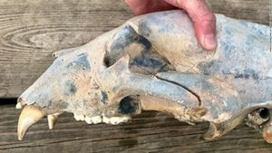 Flooding unearthed a bear skull in Kansas that's at least hundreds of years old